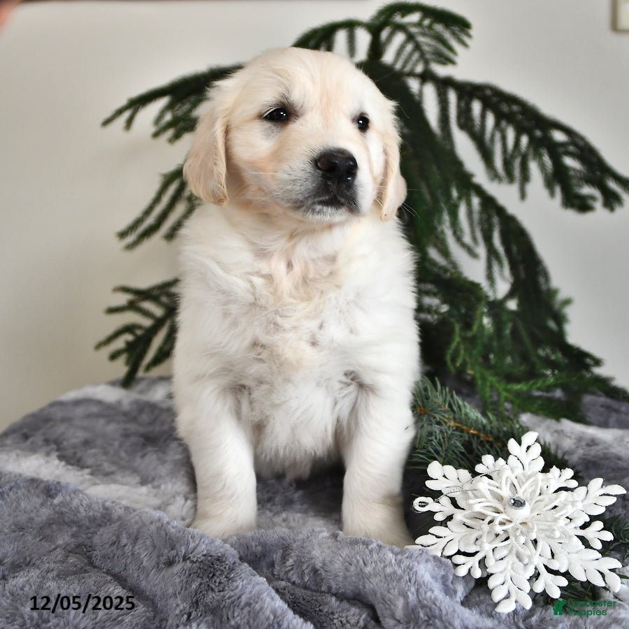 Golden Retriever dogs Winter - Ad 5