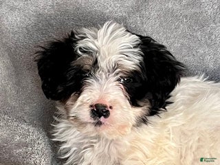 Bernedoodle dogs Jude - Ad 39