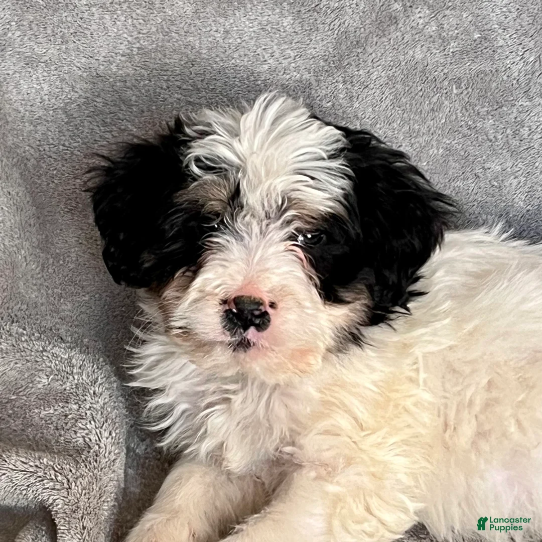 Bernedoodle dogs for sale: Jude updated pics - Ad 5