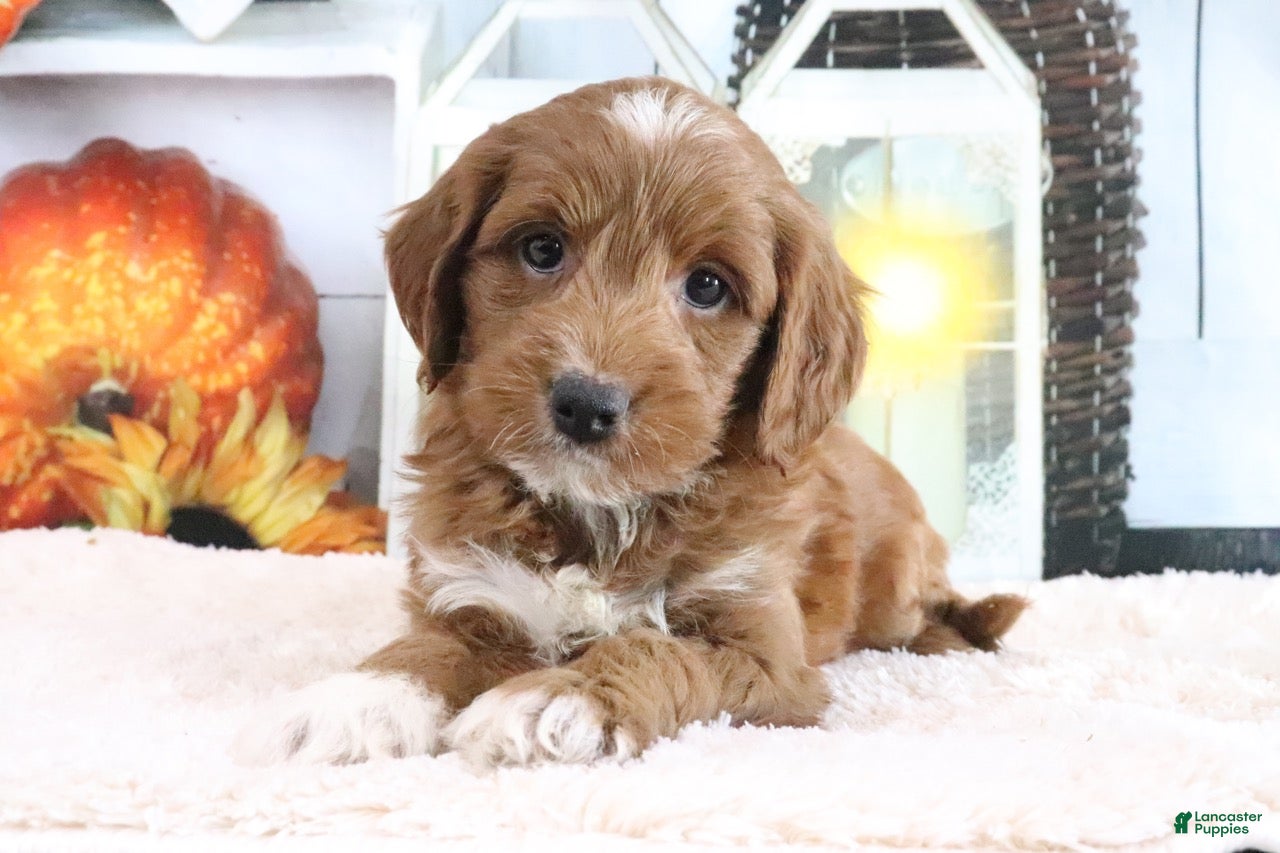 Mini Goldendoodle dogs Marla - Ad 1