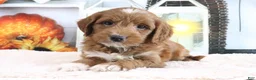 Mini Goldendoodle dogs for sale: Marla - Ad 1