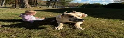 Great Dane dogs for sale: Zoey - Ad 3