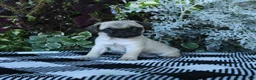 Pug dogs for sale: Garth - Ad 2