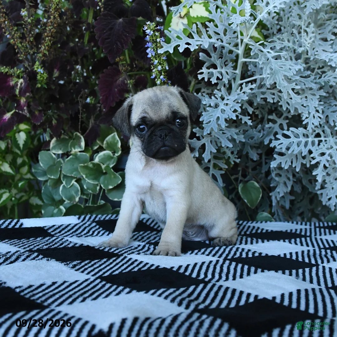 Pug dogs for sale: Garth - Ad 2