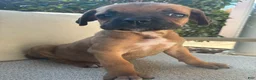 Cane Corso dogs for sale: Cane Corso Red  - Ad 2