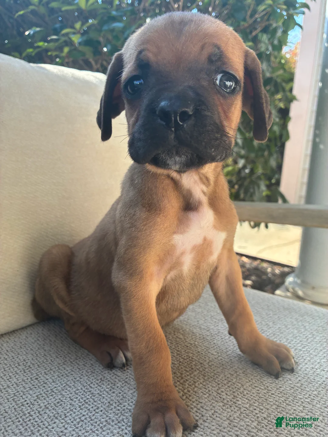 Cane Corso dogs for sale: Cane Corso Red  - Ad 2