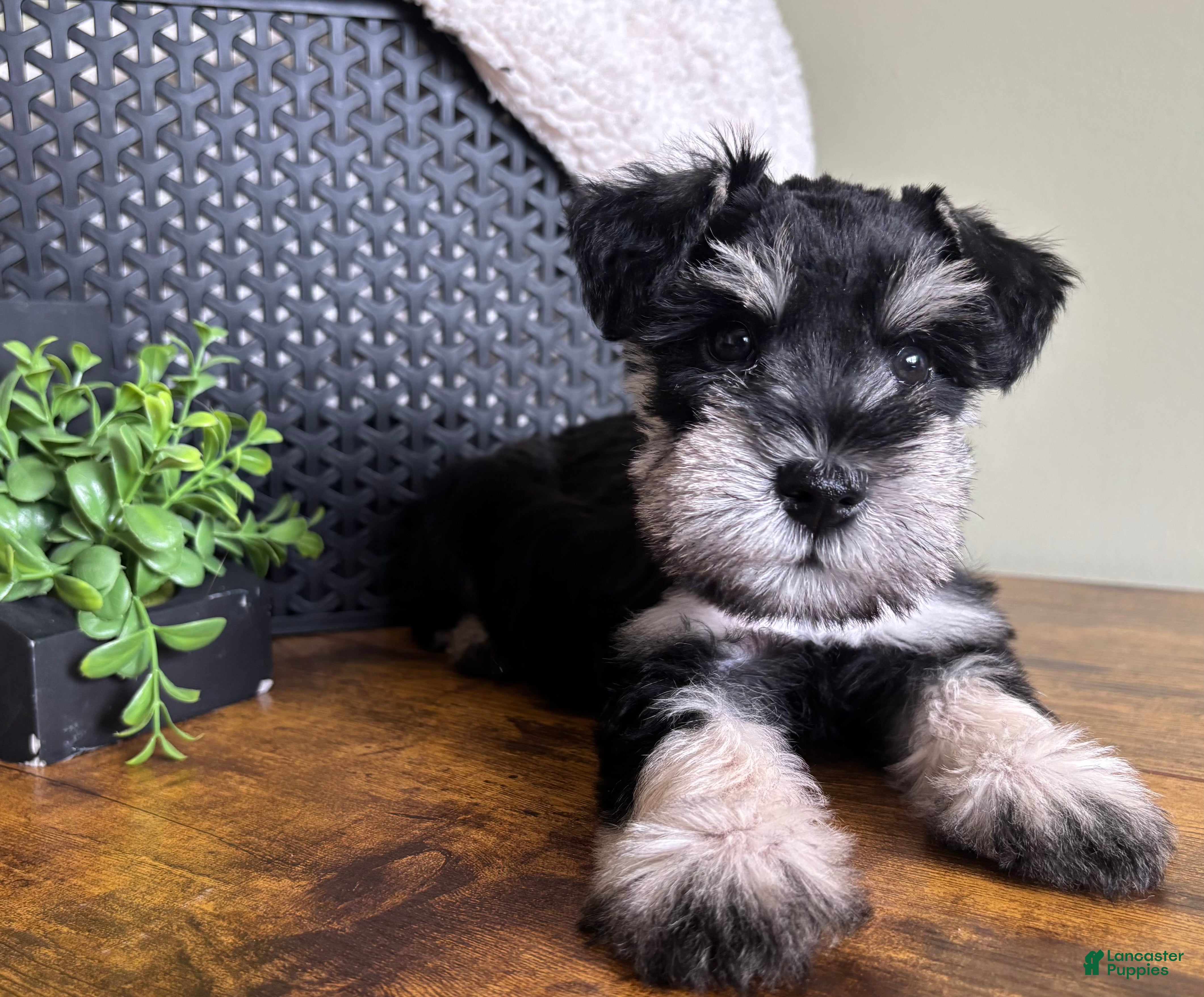Miniature Schnauzer dogs Duke - Ad 1