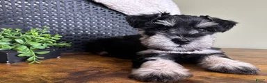 Duke