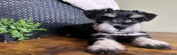 Miniature Schnauzer dogs for sale: Duke - Ad 1