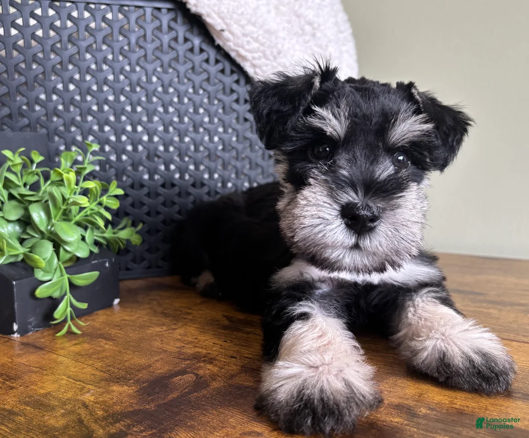 Miniature Schnauzer dogs for sale: Duke - Ad 1