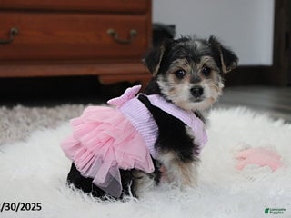 Yochon dogs Dolly - Ad 4