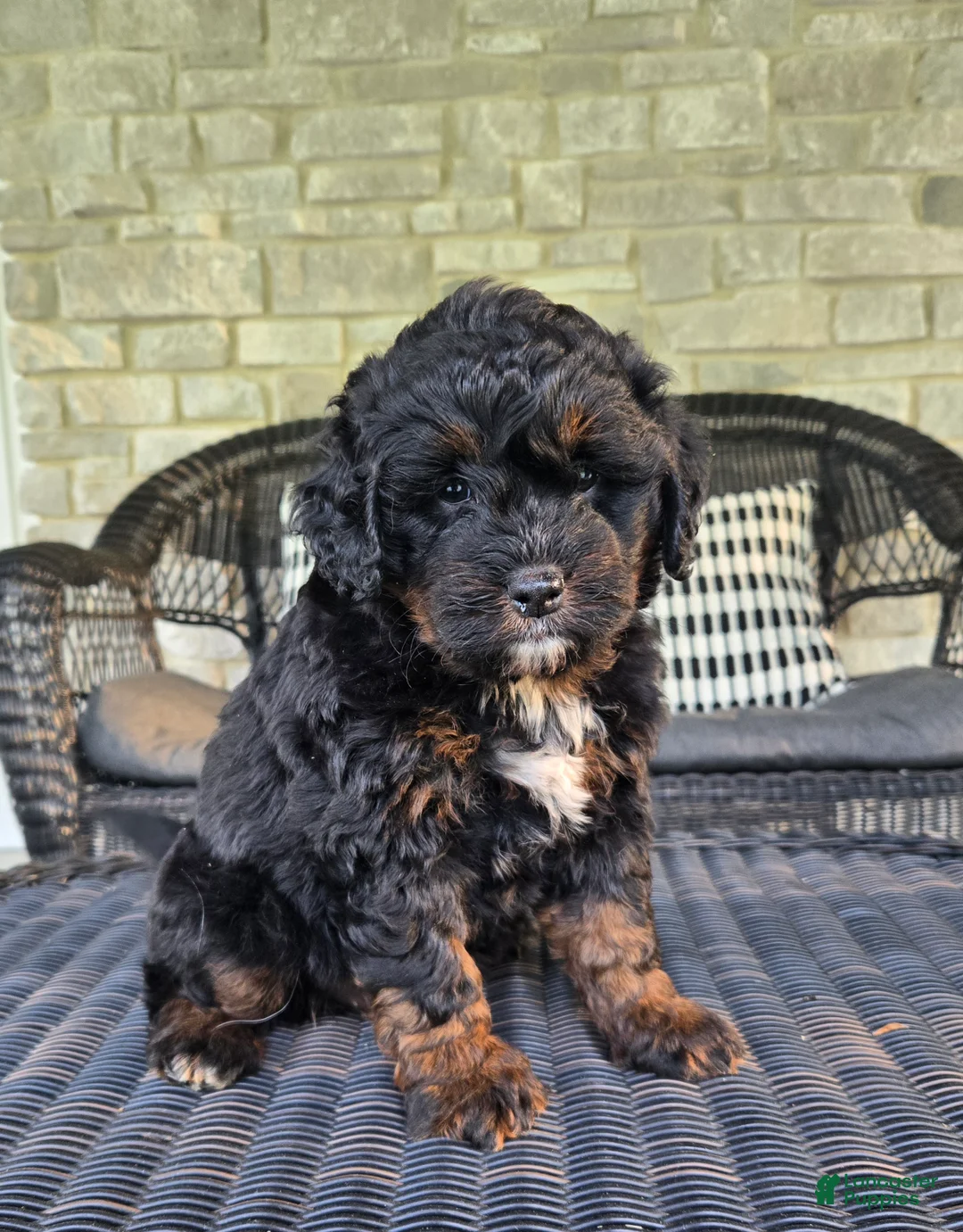 Mini Bernedoodle dogs for sale: Mini Bernedoodle Puppy 2 - Ad 1