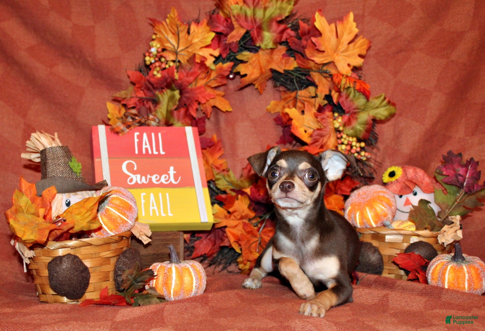 Chihuahua dogs Gossett - Ad 1