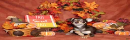 Chihuahua dogs for sale: Gossett - Ad 1