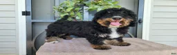Mini Bernedoodle dogs for sale: Karly - Ad 9