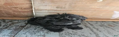 Havanese 2