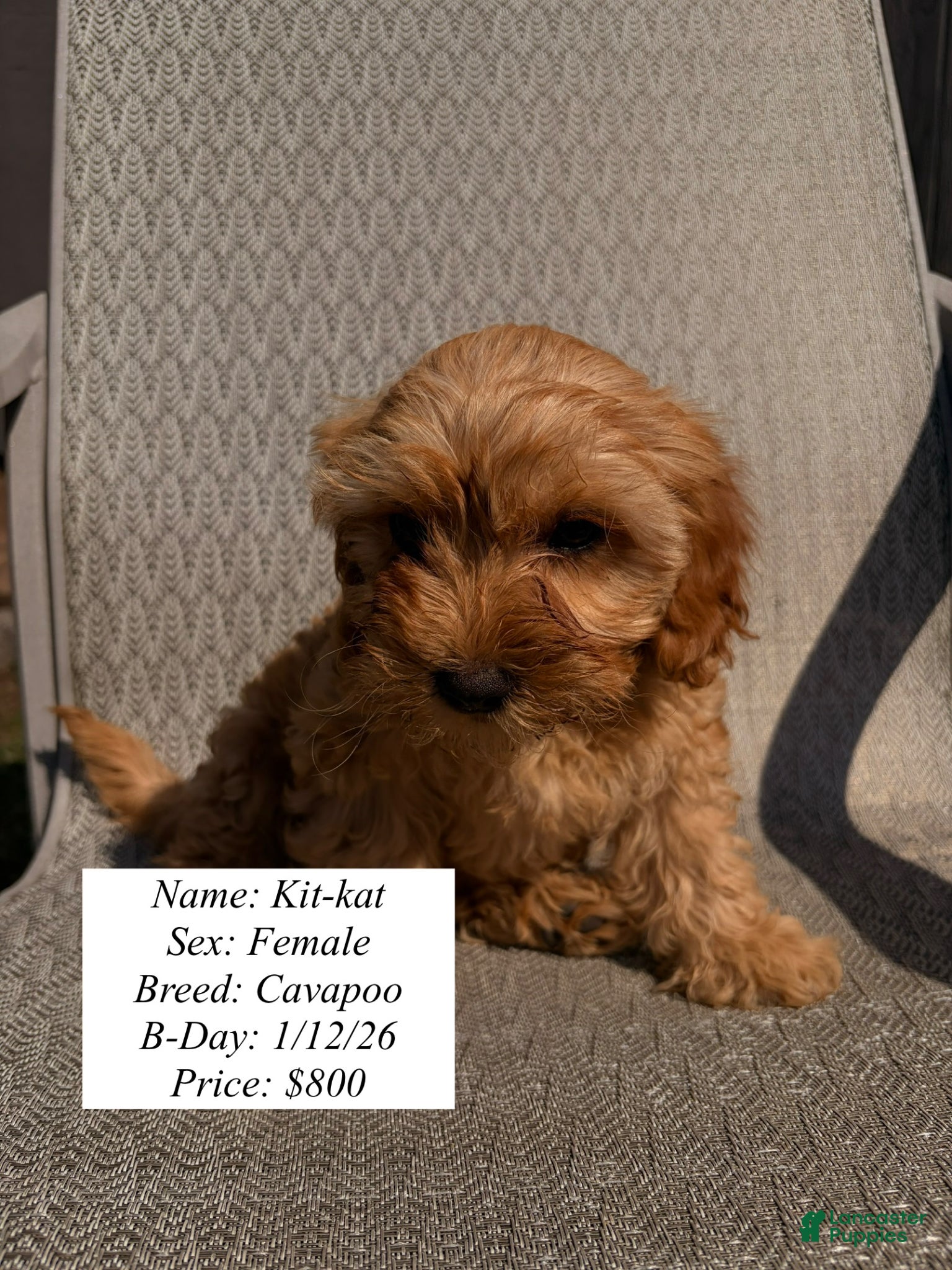 Cavapoo dogs for sale: Kit-kat - Ad 1