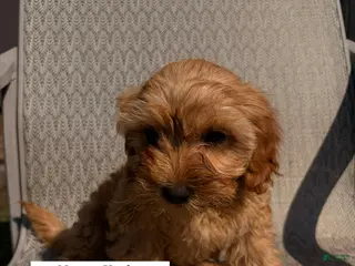 Cavapoo dogs for sale: Kit-kat - Ad 1