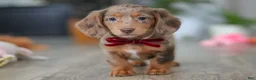 Miniature Dachshund dogs for sale: Violet - Ad 8