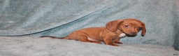 Miniature Dachshund dogs for sale: Bob Mini  - Ad 9