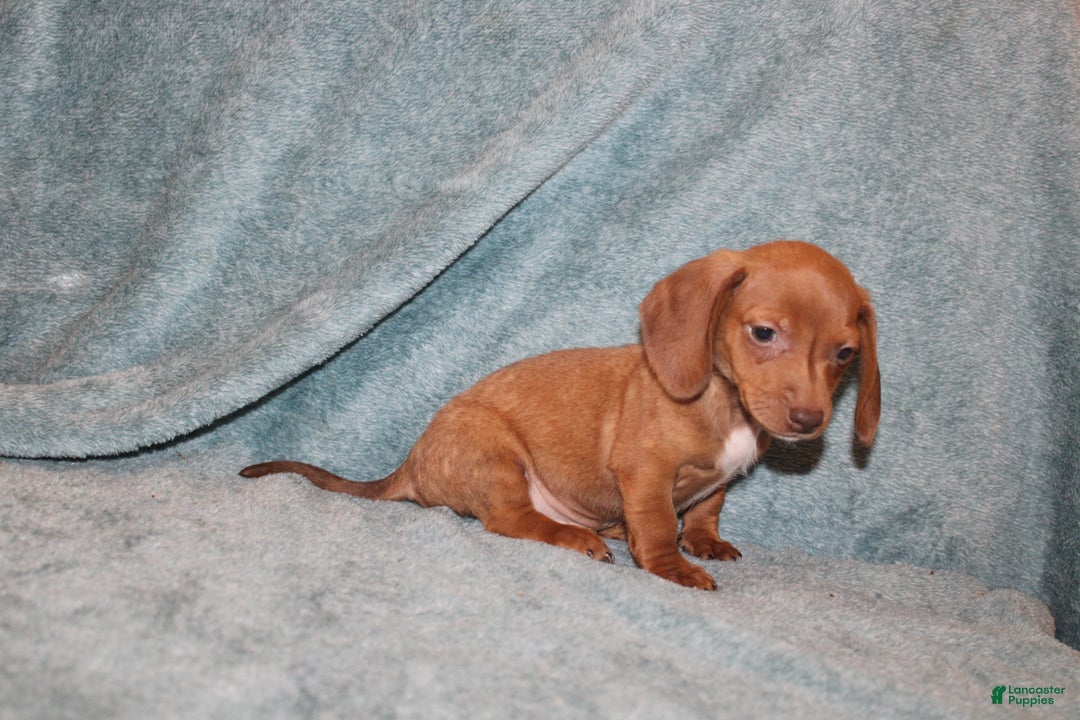 Miniature Dachshund dogs for sale: Bob Mini  - Ad 9