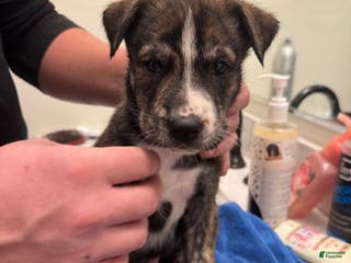 Mixed Breed dogs Tony - Ad 24