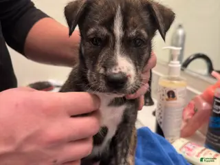 Mixed Breed dogs Tony - Ad 14