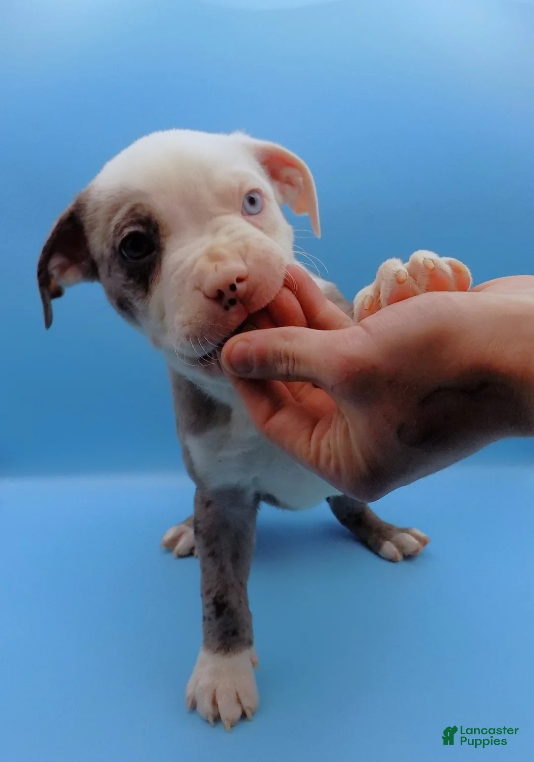 Mixed Breed dogs for sale: Zuko - Ad 1