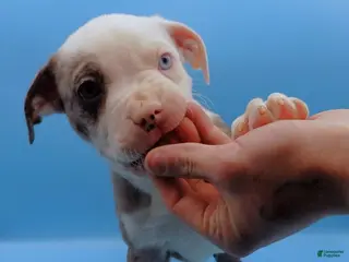 Mixed Breed dogs Zuko - Ad 8