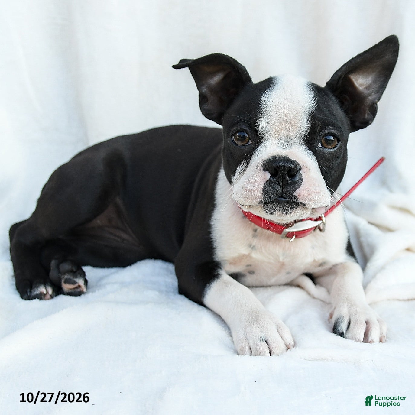 Boston Terrier dogs for sale: Ovalteen - Ad 2
