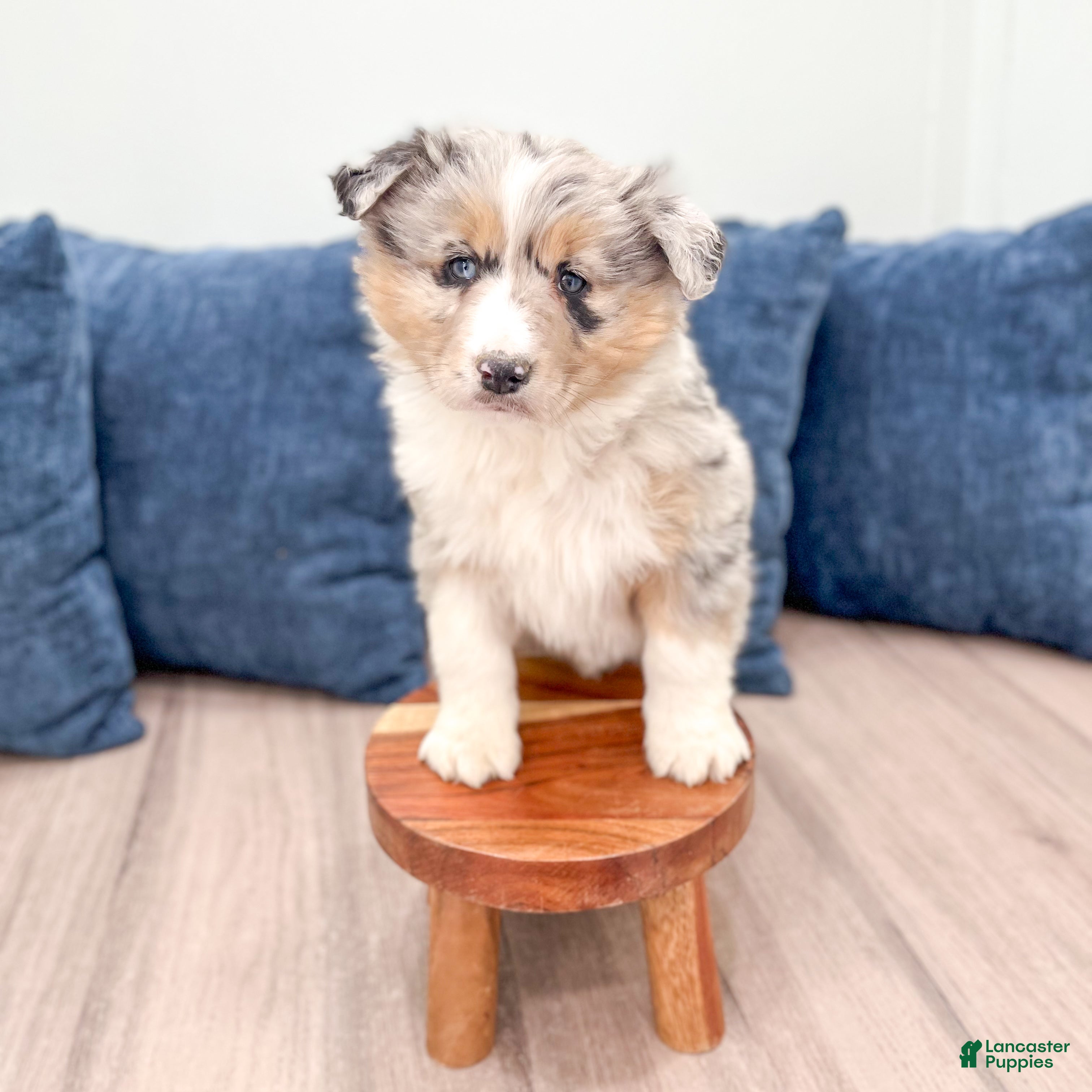 Australian Shepherd dogs Lacey - Ad 2