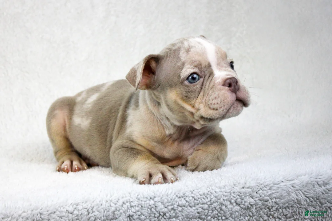 American Bully dogs for sale: Lilac Merle Male - Ad 3