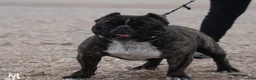 American Bully dogs for sale: American Bully 1 - Ad 1