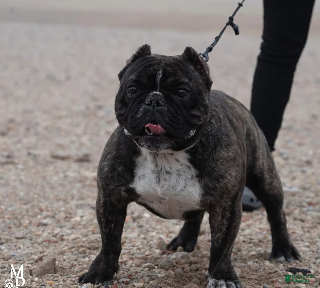 American Bully dogs for sale: American Bully 1 - Ad 1