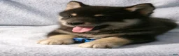 Pomsky dogs for sale: Bear - Ad 4