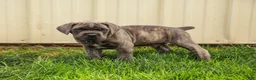 Cane Corso dogs for sale: Diesel (Champion Bloodlines) - Ad 7