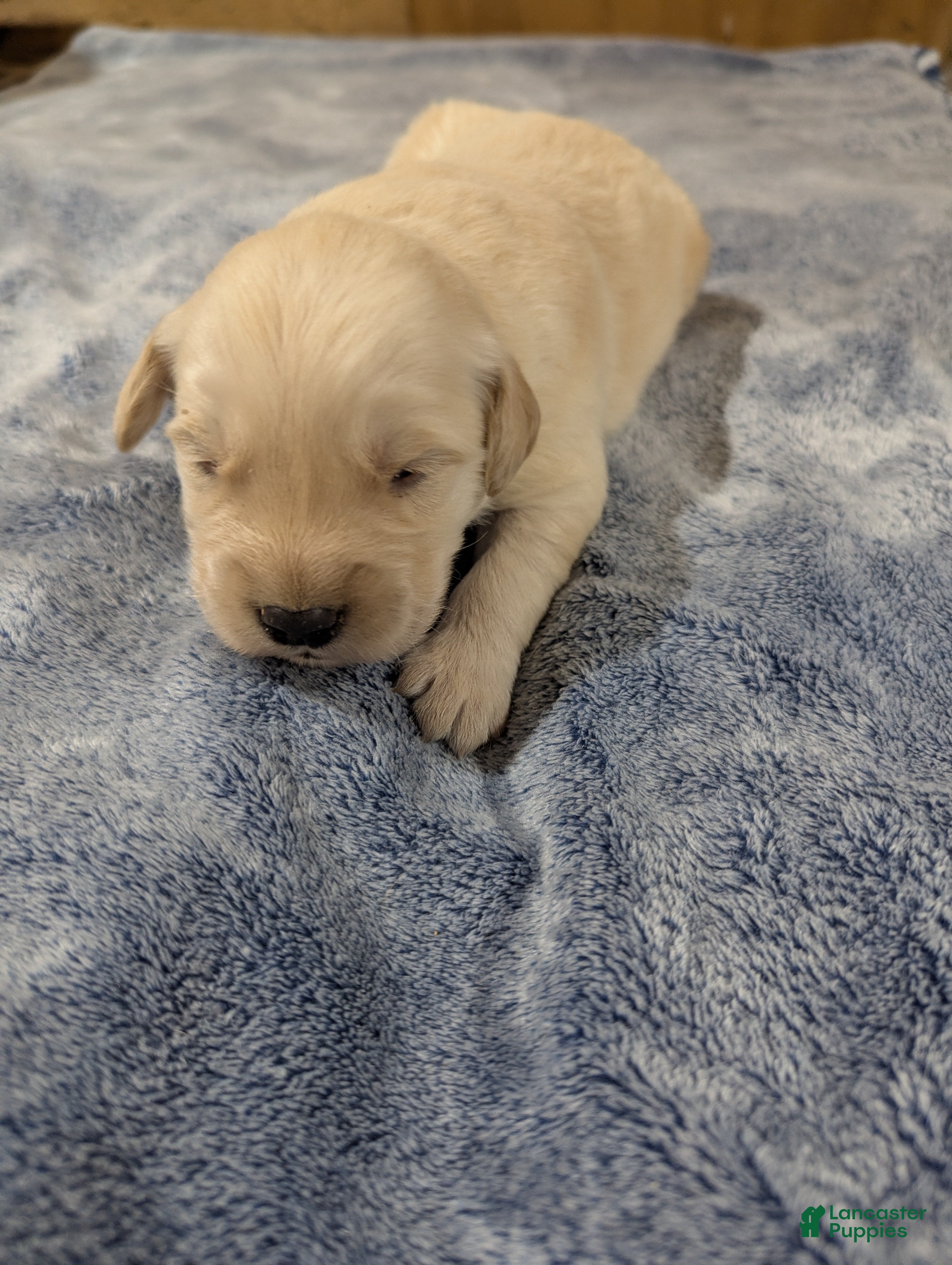 Golden Retriever dogs Hunter  - Ad 3