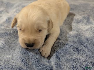 Golden Retriever dogs Hunter - Ad 3