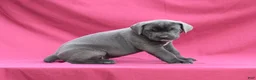 Cane Corso dogs for sale: Carlo - Ad 5