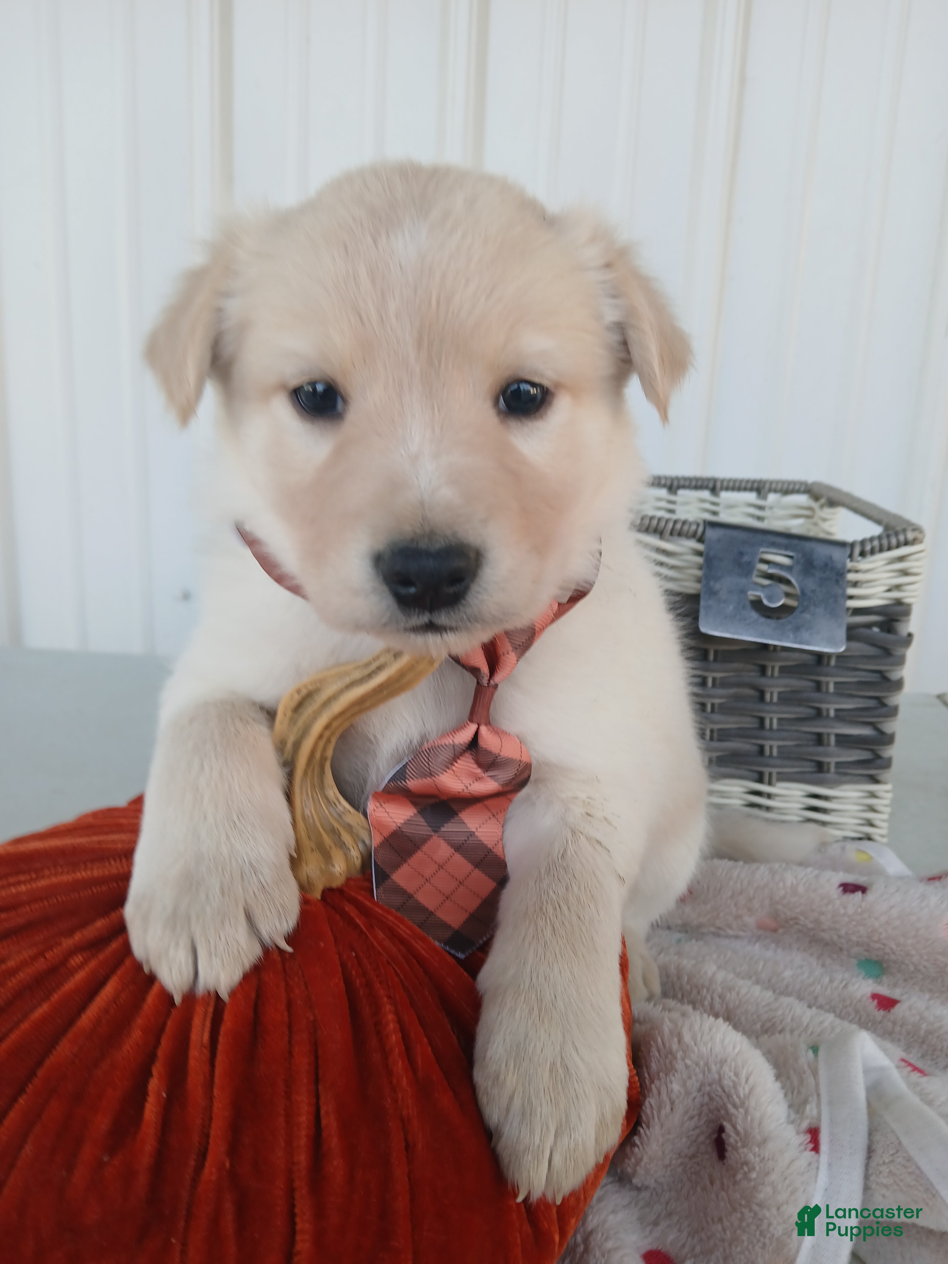 Border Collie dogs Border Collie Puppy 5 Rose - Ad 40