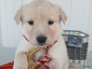 Border Collie dogs Border Collie Puppy 5 Rose - Ad 18