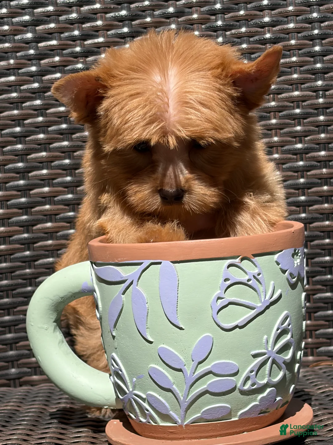 Yorkshire Terrier dogs for sale: Milo - Ad 2