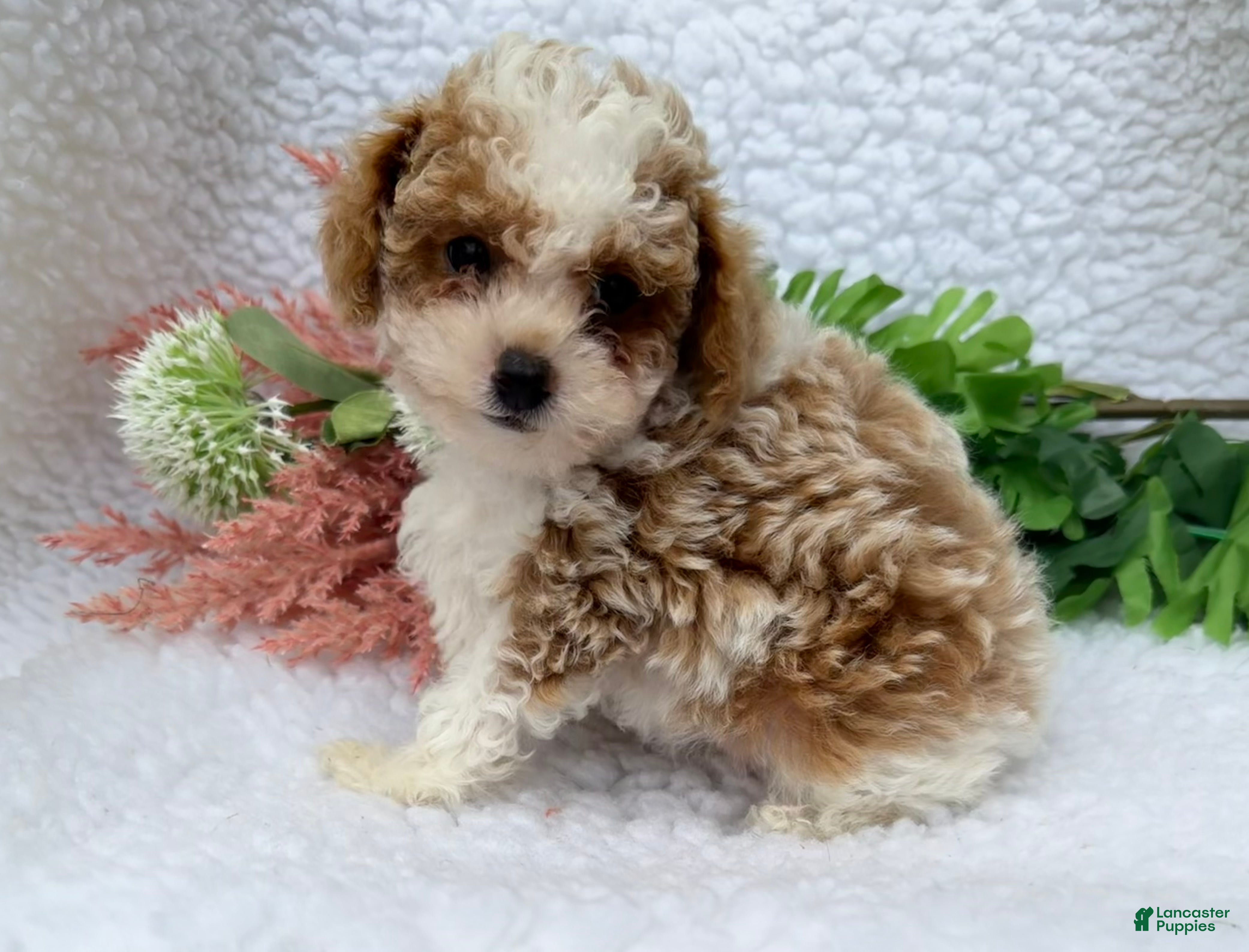Toy Poodle dogs Jody - Ad 1