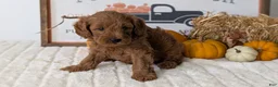 Mini Goldendoodle dogs for sale: Axel - Ad 8