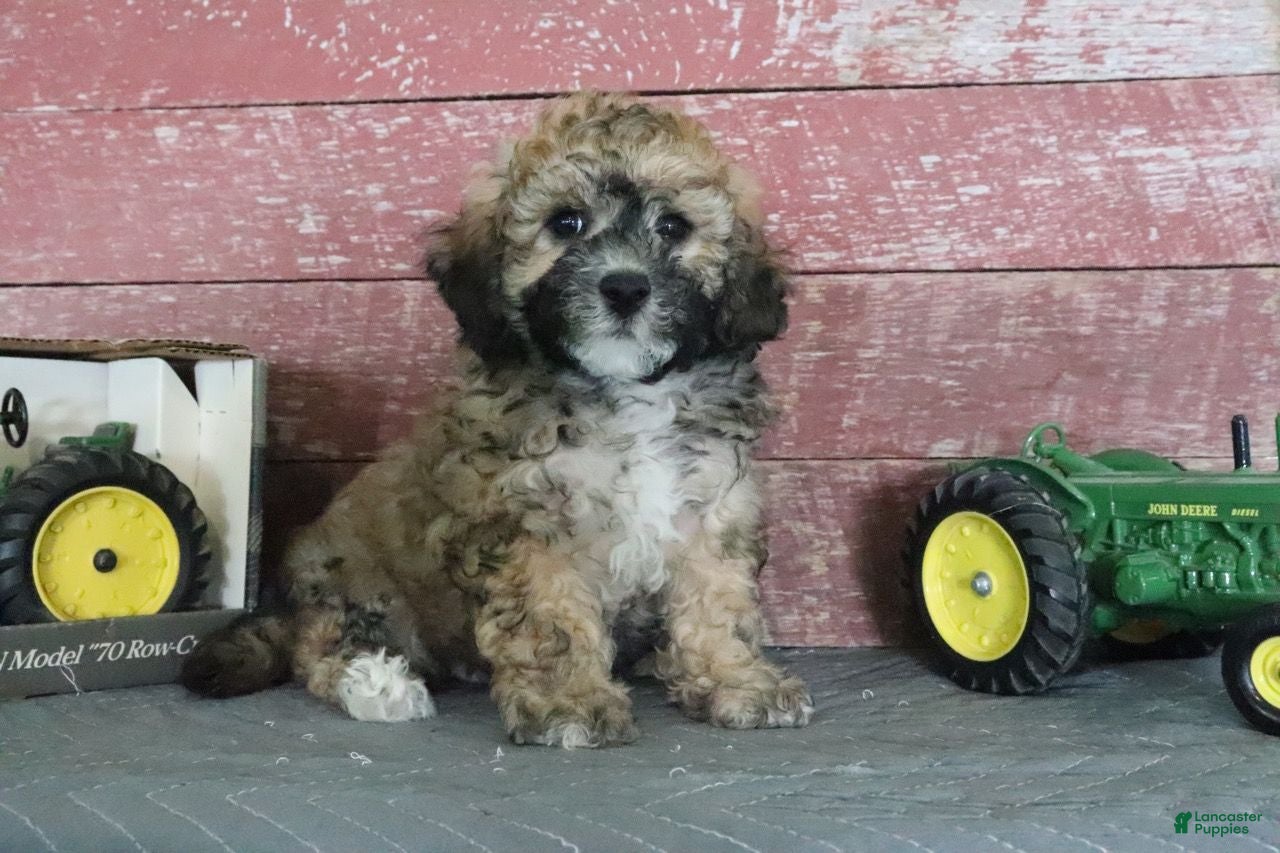 Bichpoo dogs Mark - Ad 2