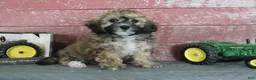 Bichpoo dogs for sale: Mark - Ad 2