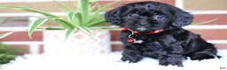 Cavapoo dogs for sale: Coco - Ad 4