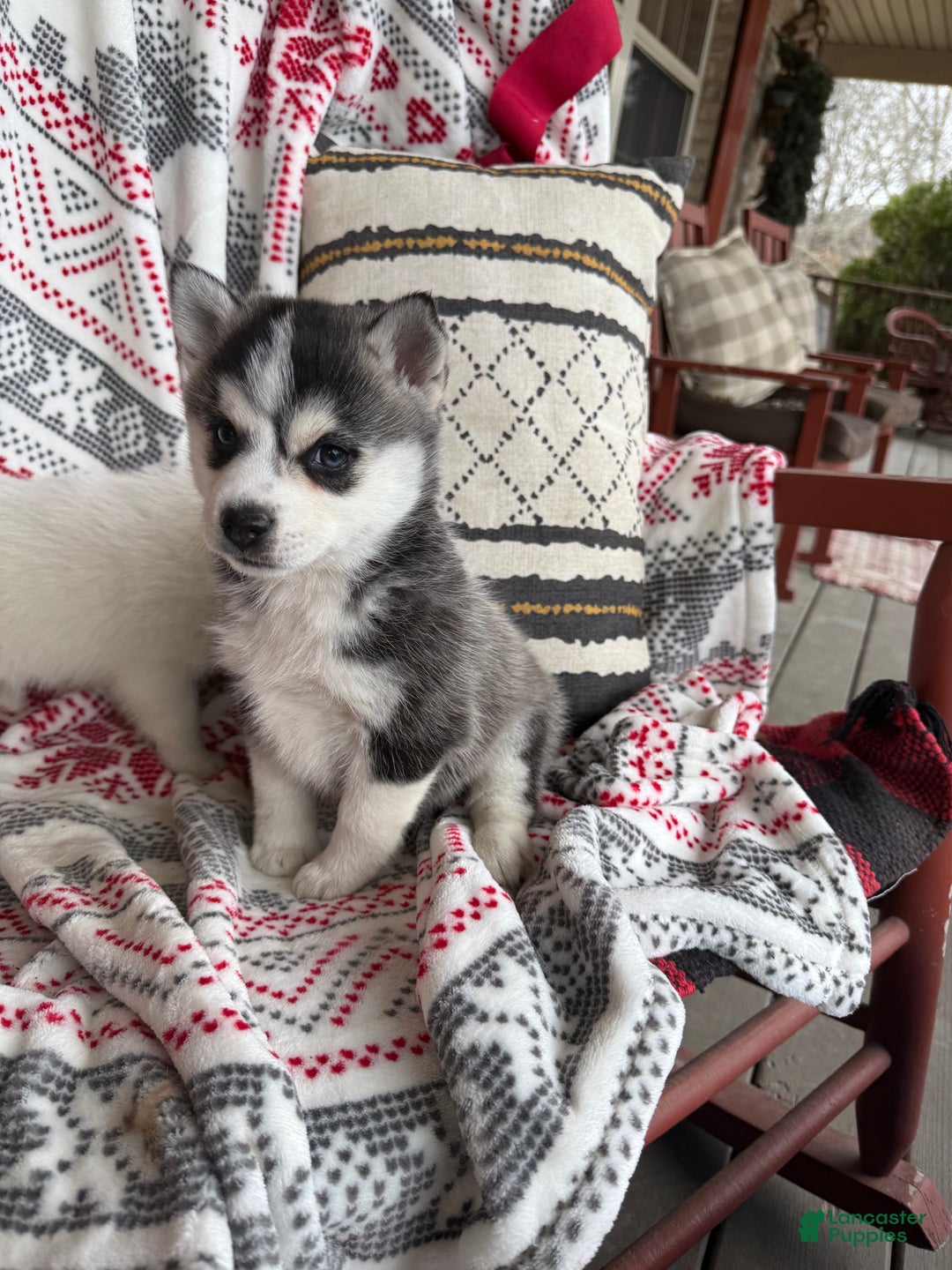 Pomsky dogs for sale: Lexi - Ad 4