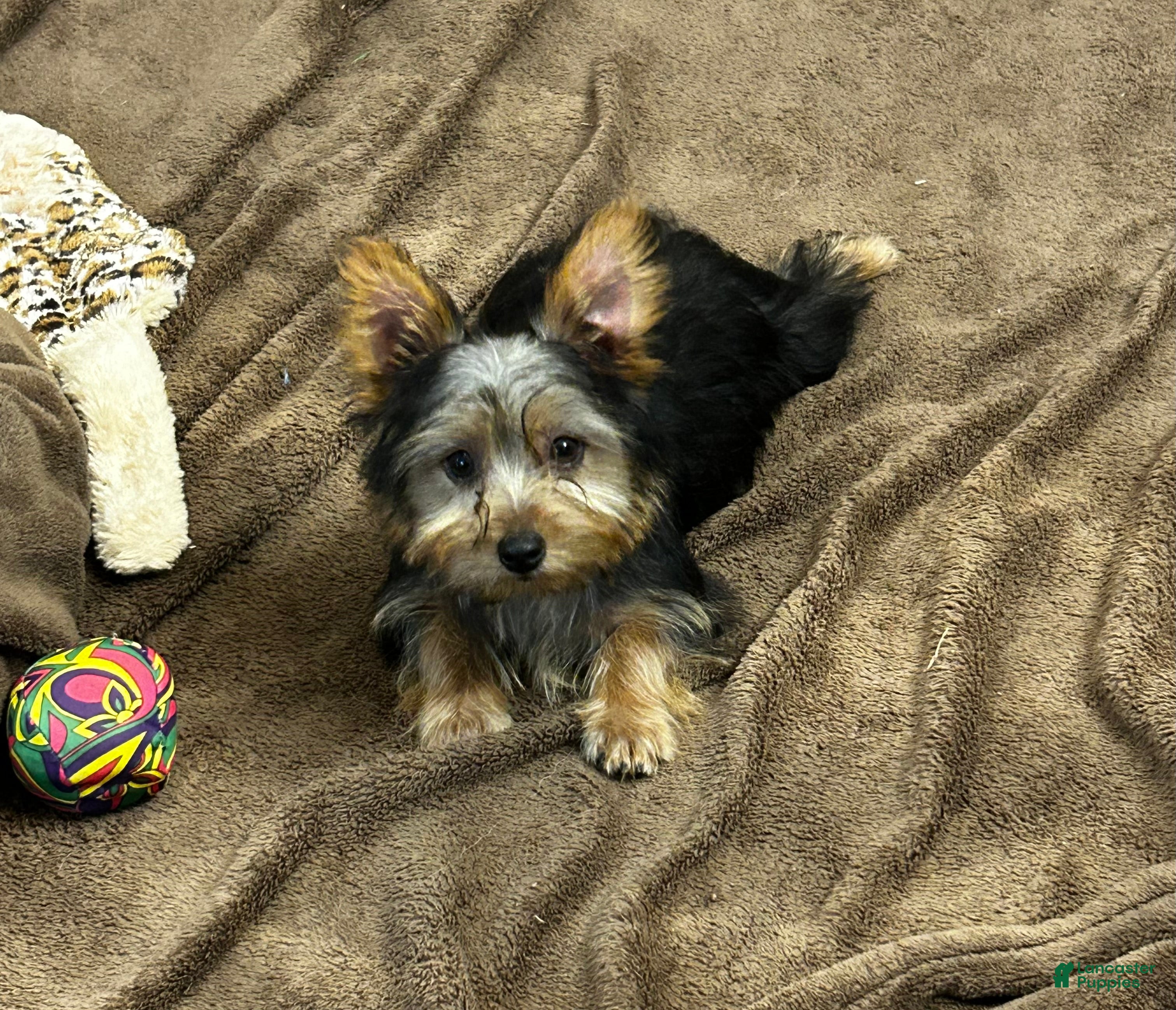 Silky Terrier dogs Lilly - Ad 1