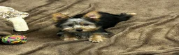Silky Terrier dogs for sale: Lilly - Ad 1